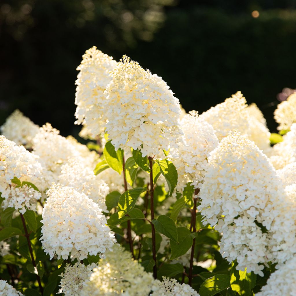 Hydrangea paniculata Living Sugar Rush - Ortensia paniculata