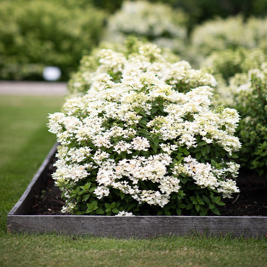 Hydrangea paniculata Living Touch of Pink - Ortensia paniculata