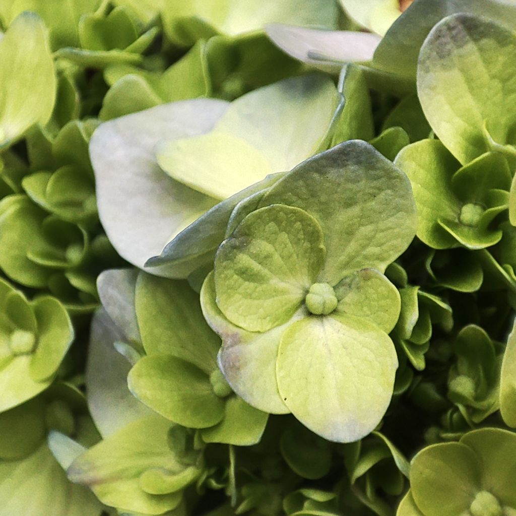 Hydrangea paniculata Mojito - Ortensia paniculata
