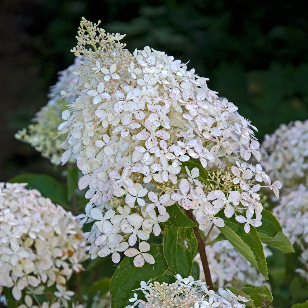 Hydrangea paniculata Phantom - Ortensia paniculata