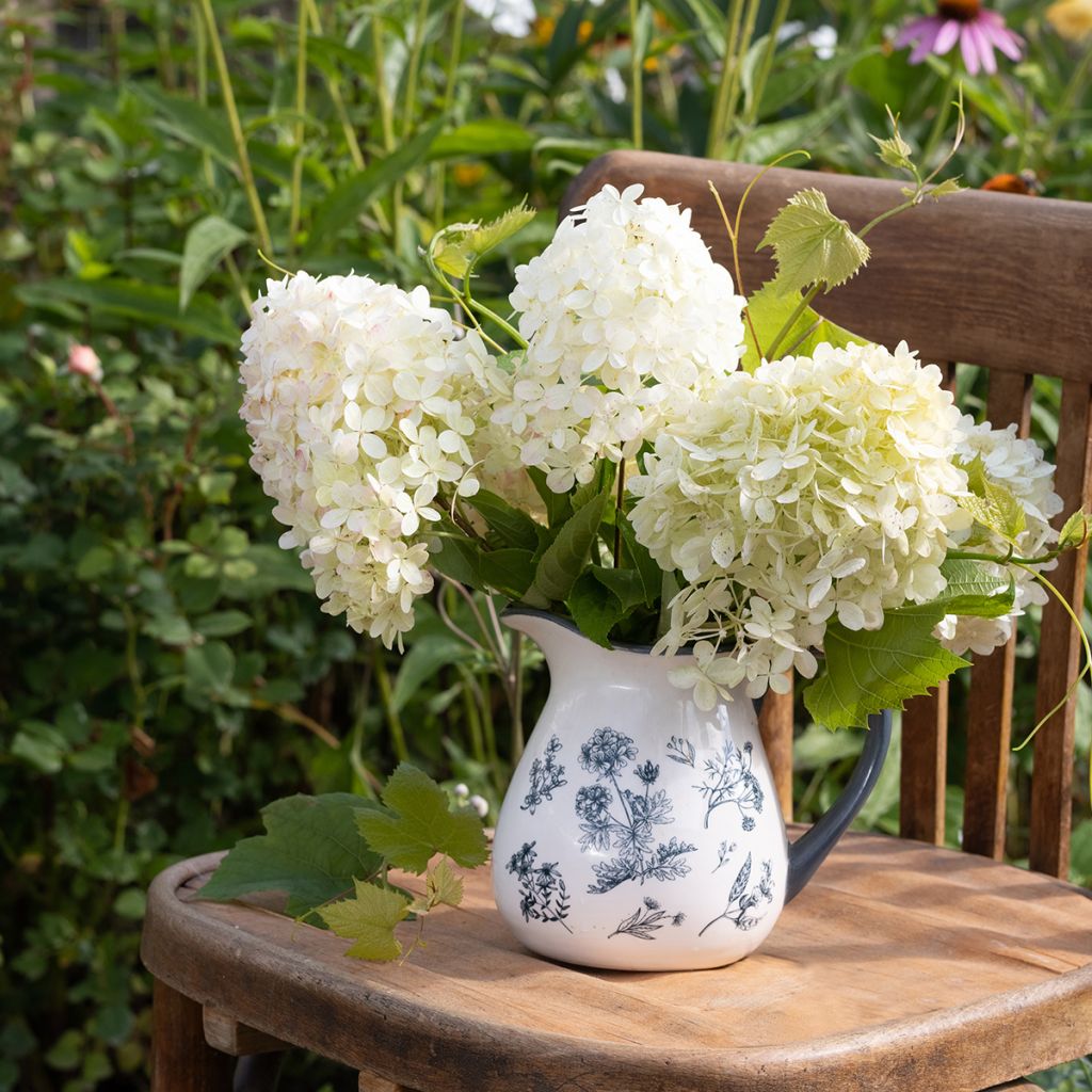 Hydrangea paniculata Phantom - Ortensia paniculata