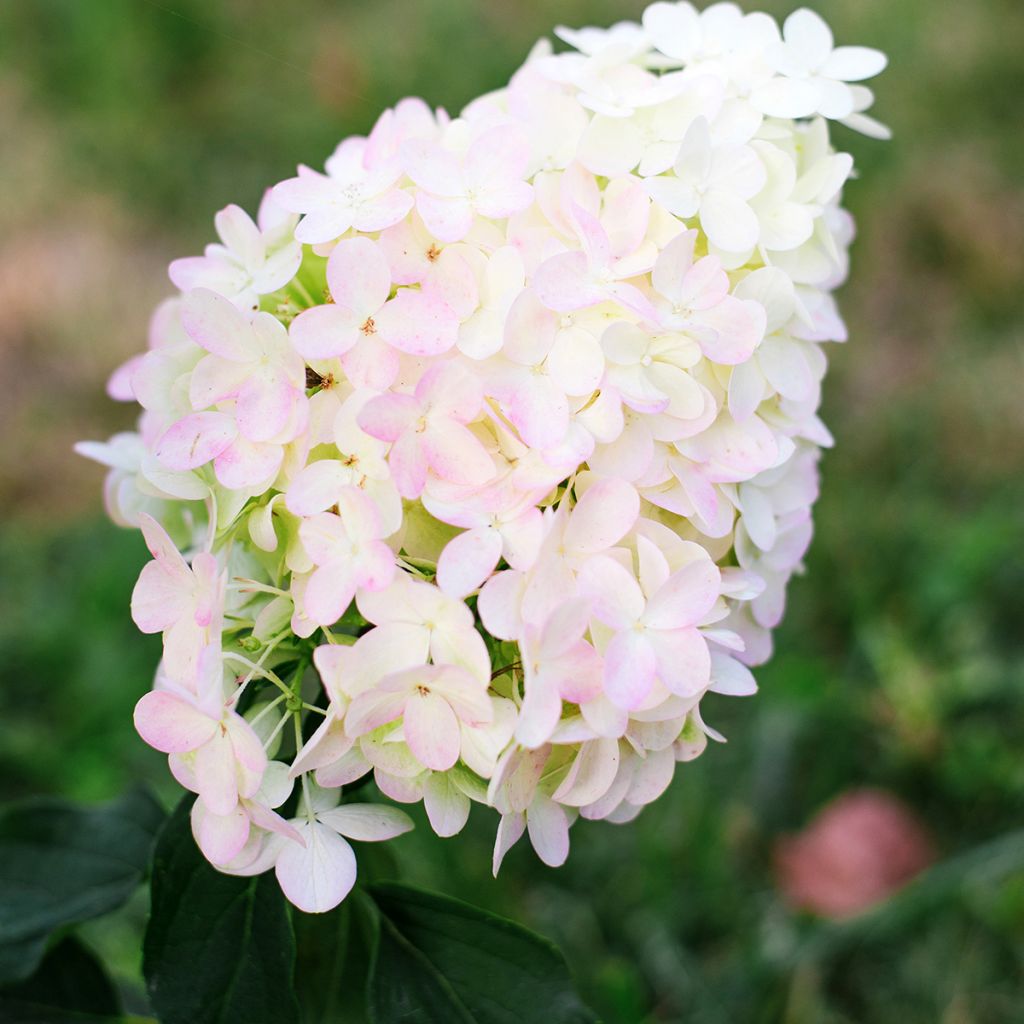 Hydrangea paniculata Pinkachu - Ortensia paniculata
