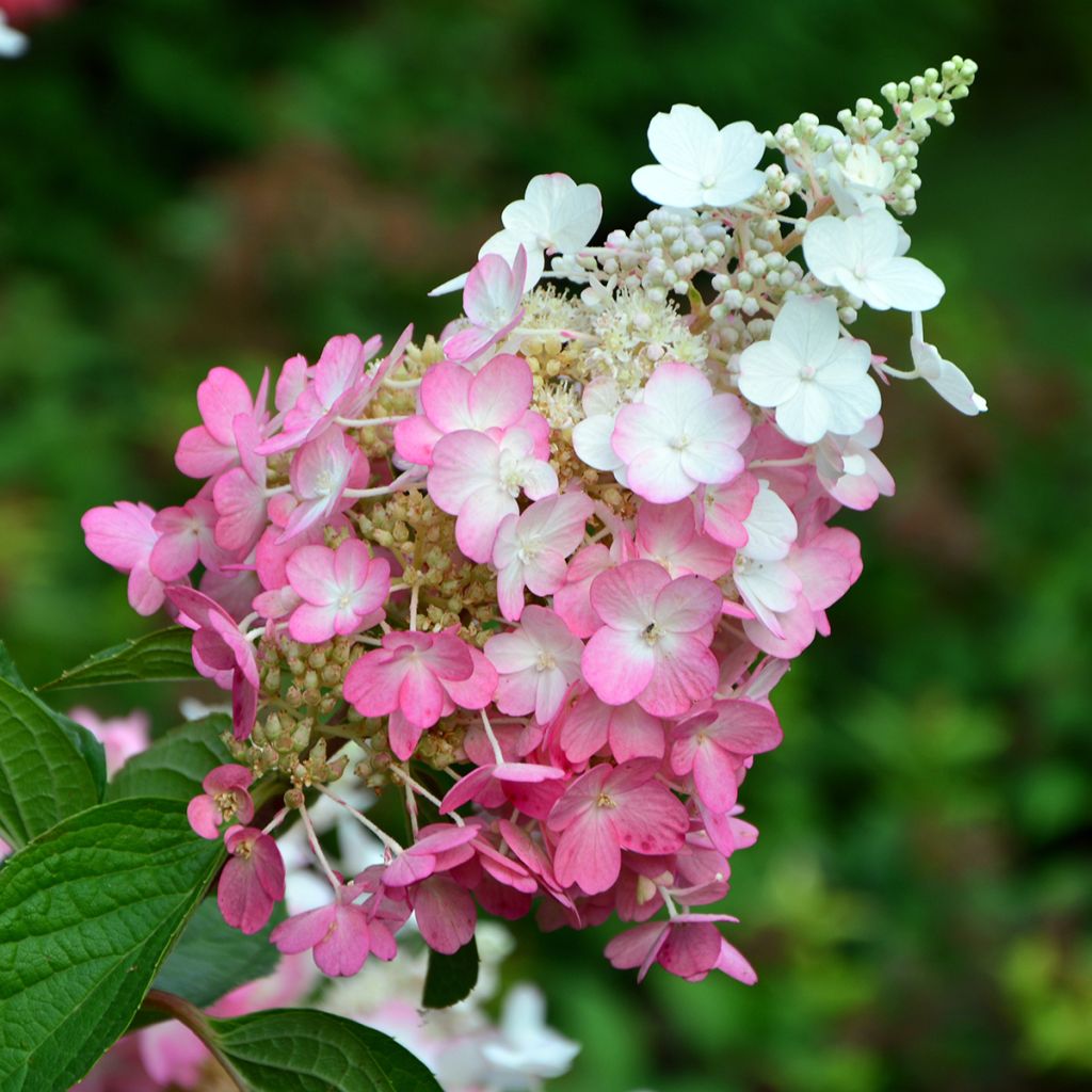 Hydrangea paniculata Pinky Winky - Ortensia paniculata