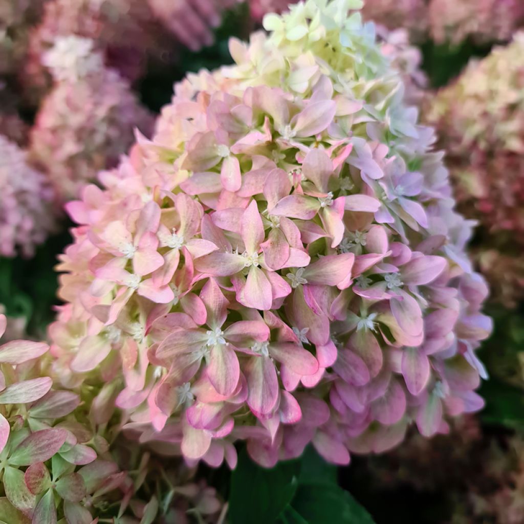 Hydrangea paniculata Pixio - Ortensia paniculata