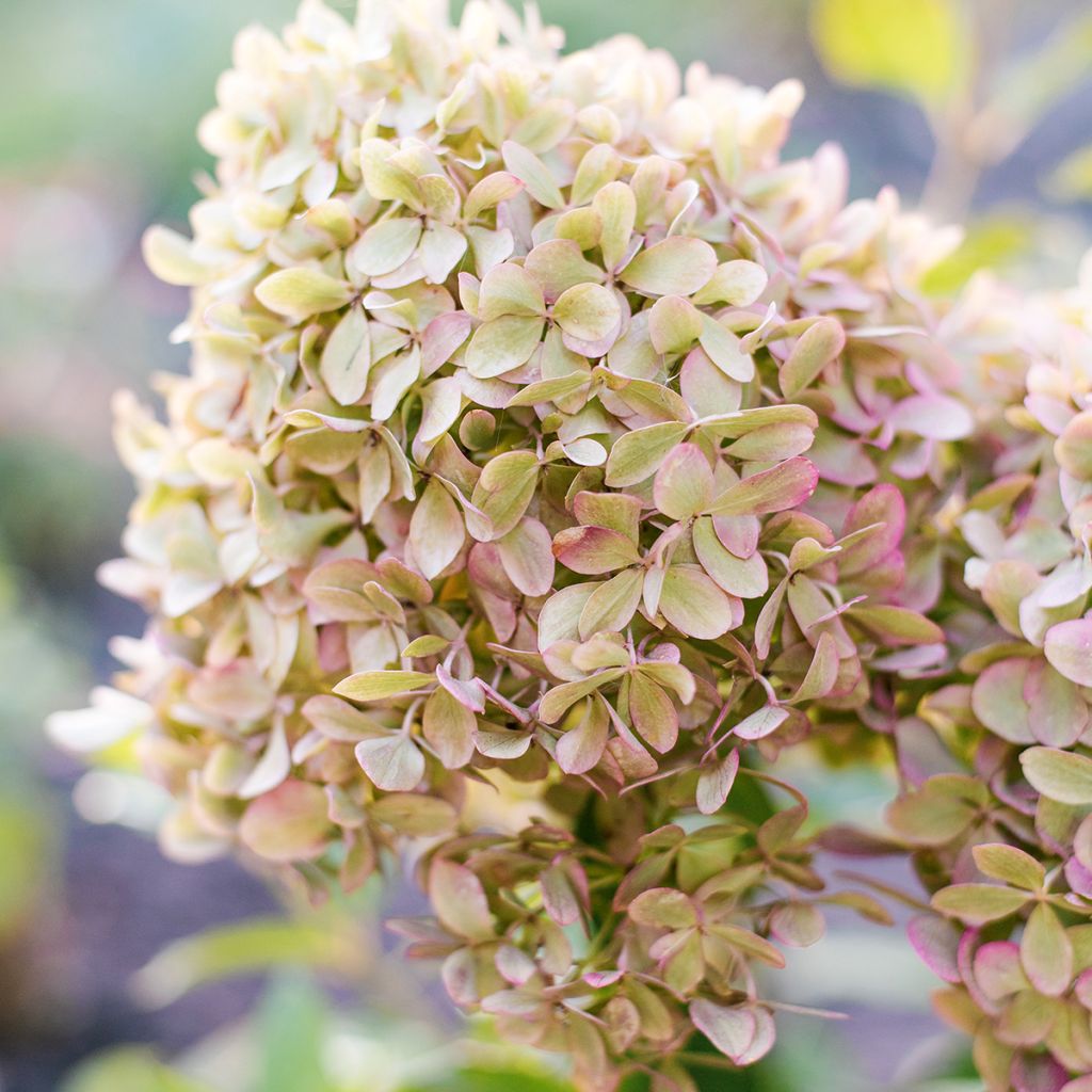 Hydrangea paniculata Pixio - Ortensia paniculata