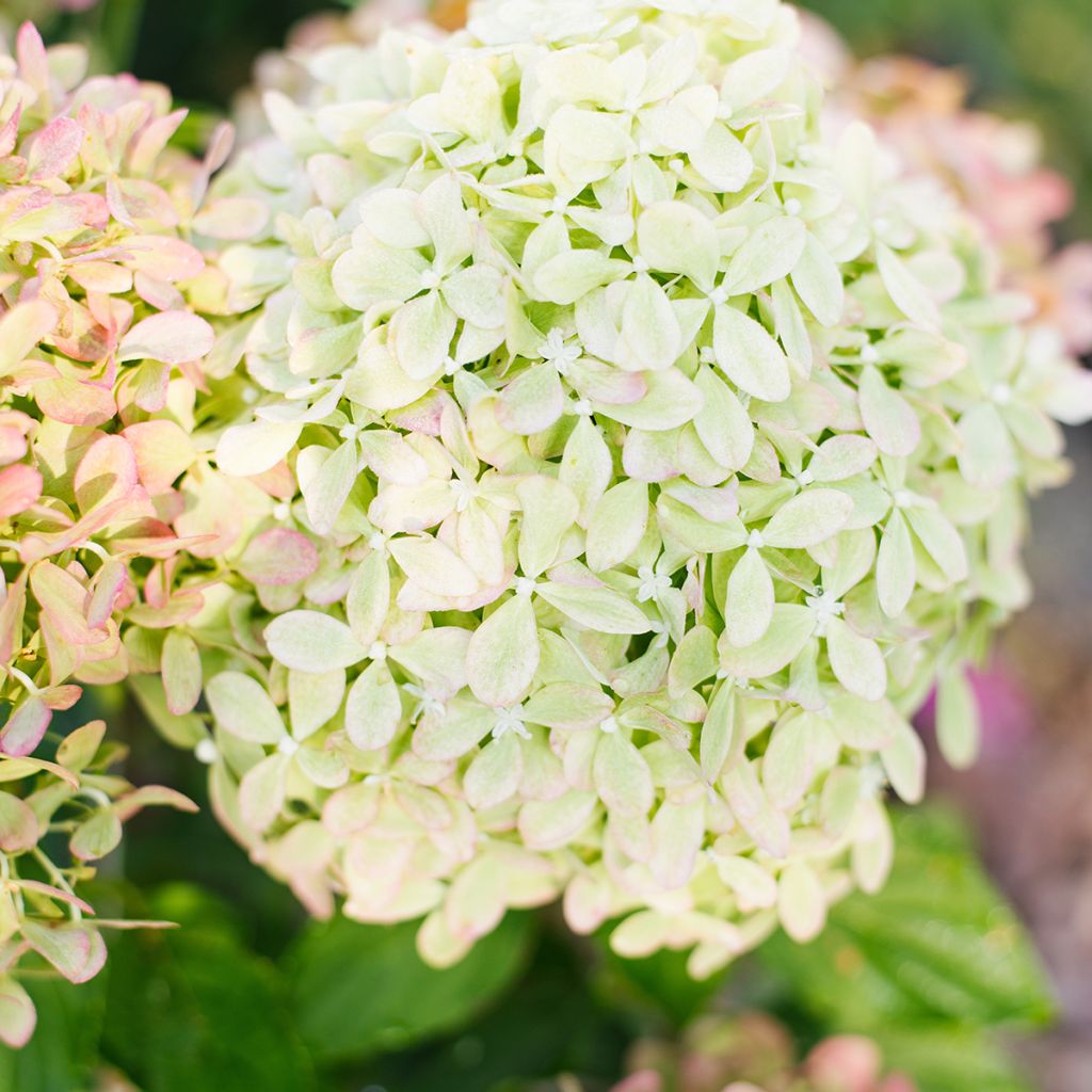 Hydrangea paniculata Pixio - Ortensia paniculata