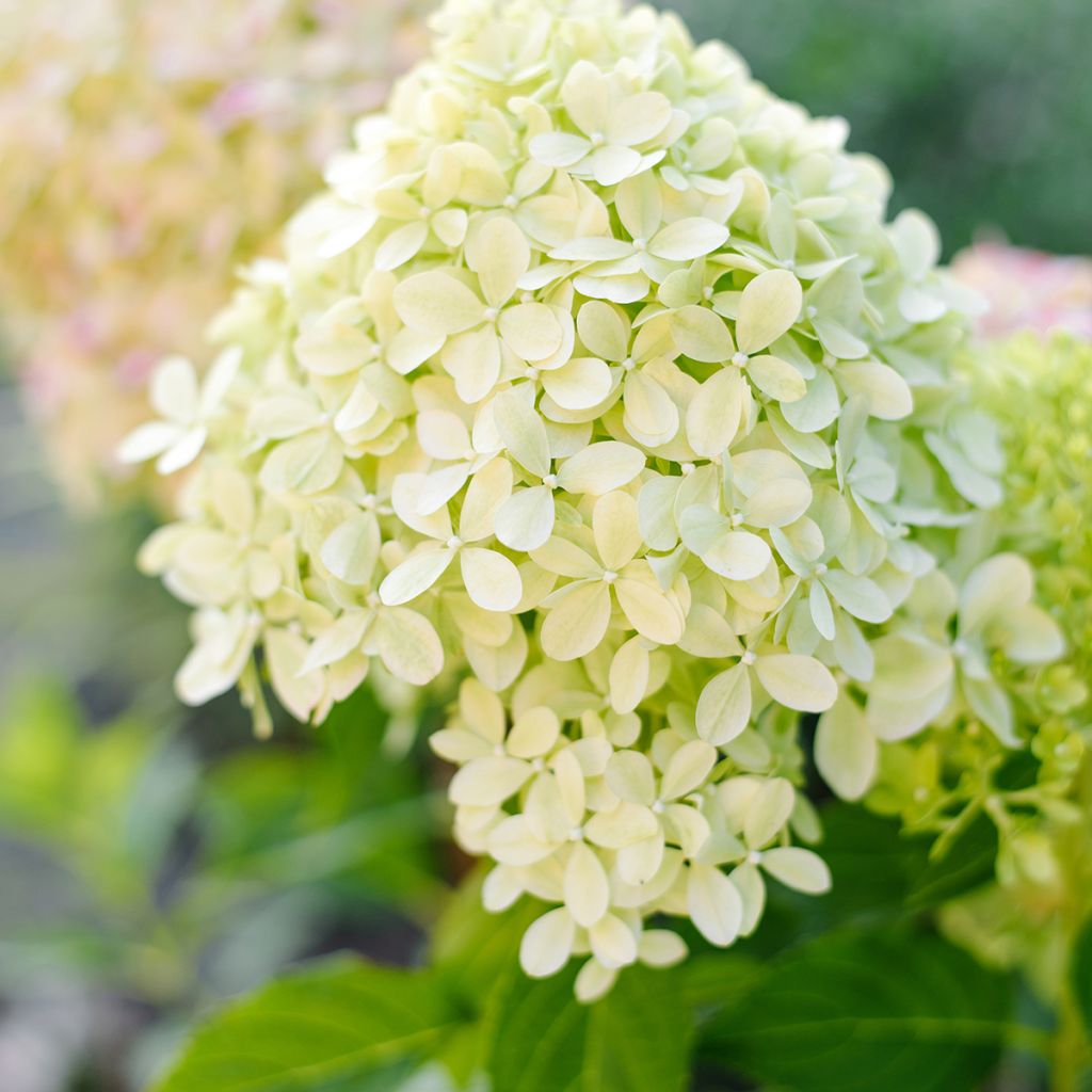Hydrangea paniculata Pixio - Ortensia paniculata