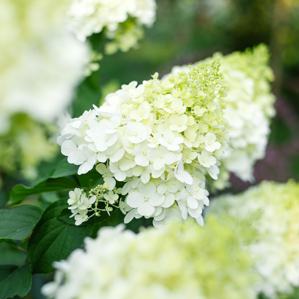 Hydrangea paniculata Polar Bear - Ortensia paniculata