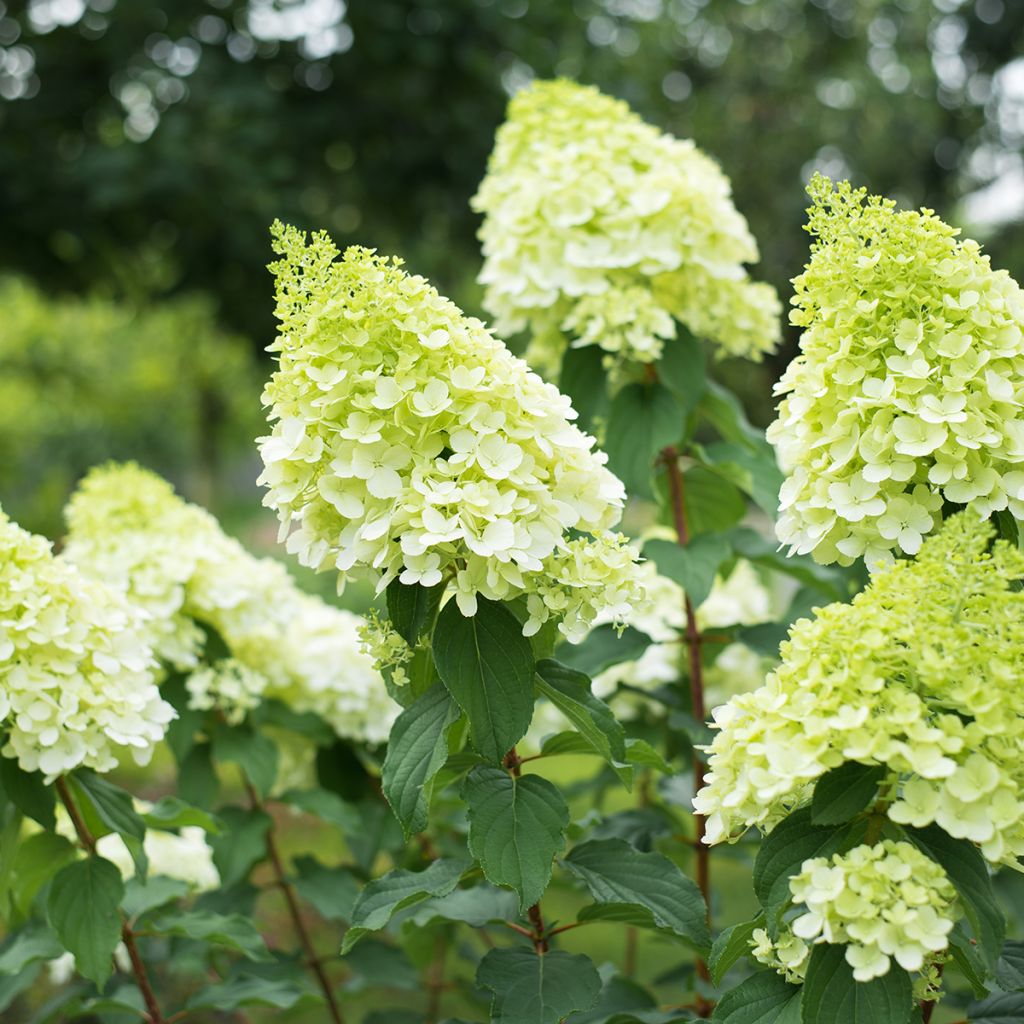 Hydrangea paniculata Polar Bear - Ortensia paniculata
