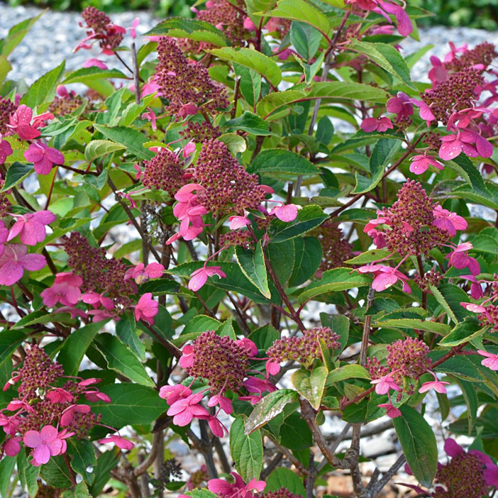 Hydrangea paniculata Prim’Red - Hortensia paniculé
