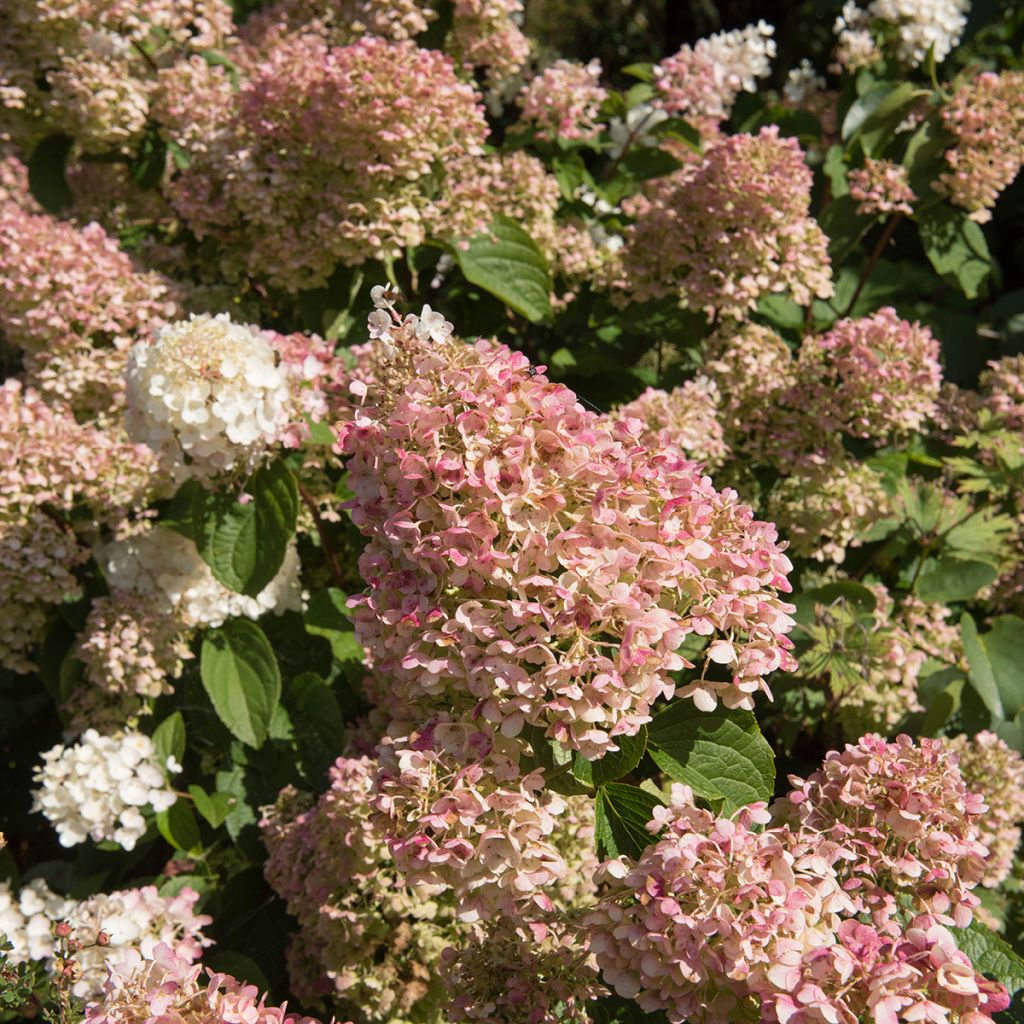 Hydrangea paniculata Silver Dollar - Ortensia paniculata