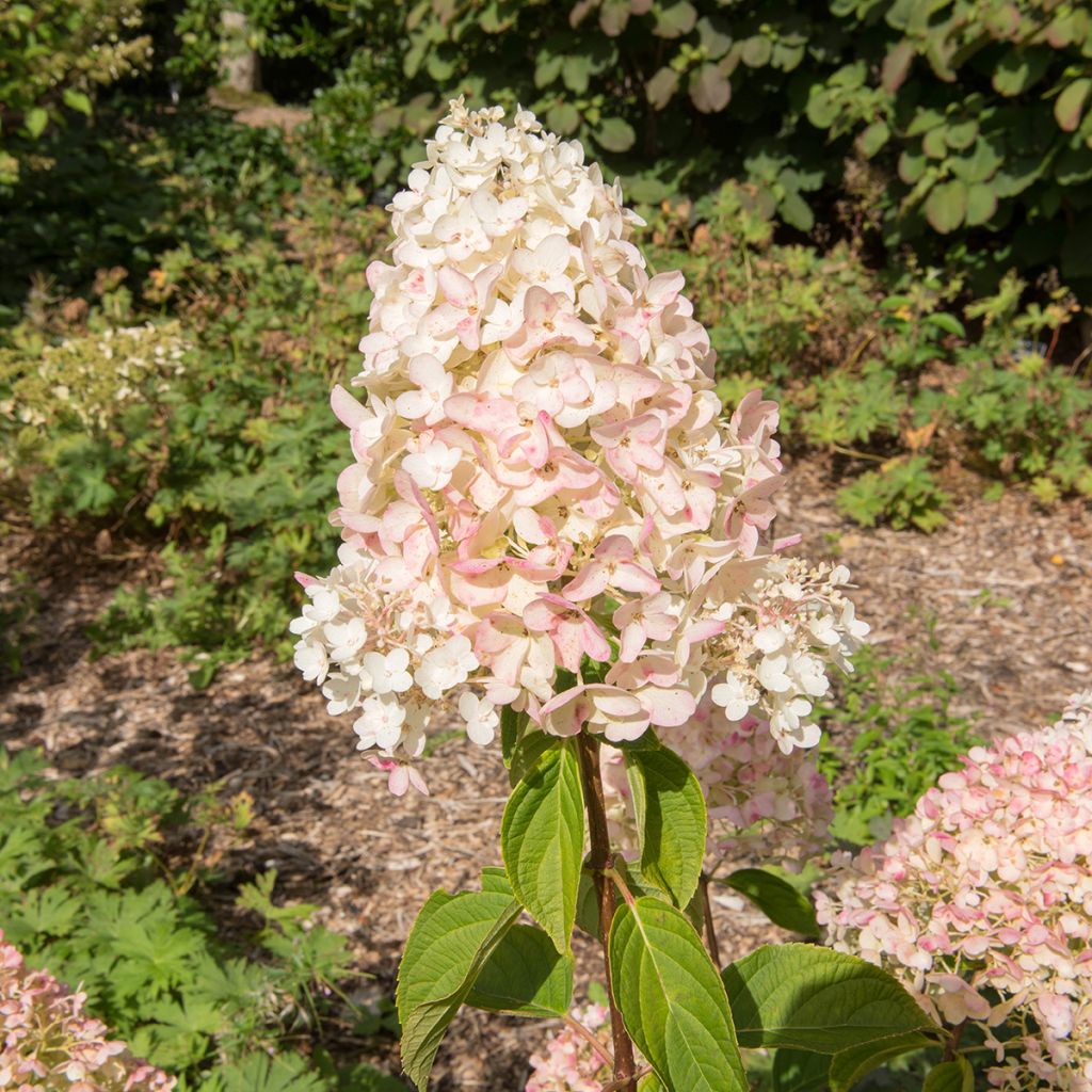 Hydrangea paniculata Silver Dollar - Ortensia paniculata