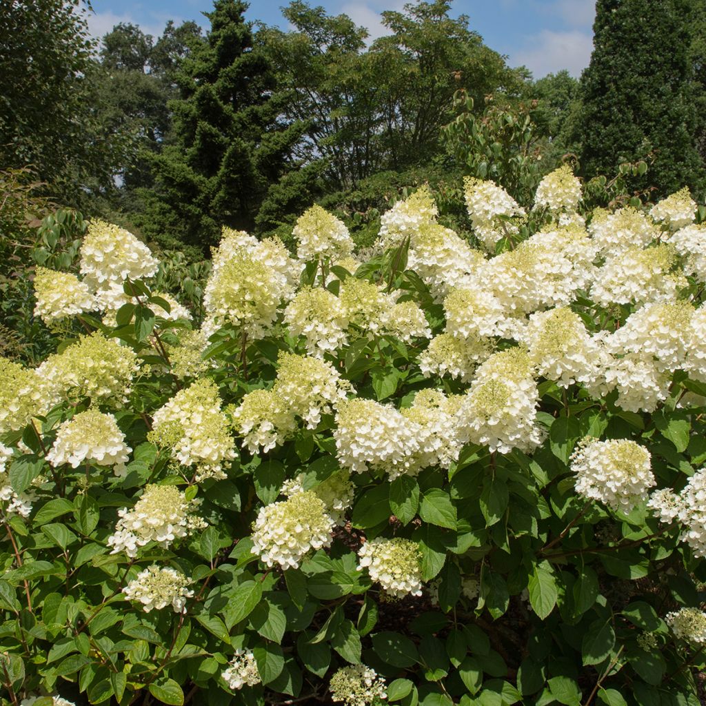 Hydrangea paniculata Silver Dollar - Ortensia paniculata