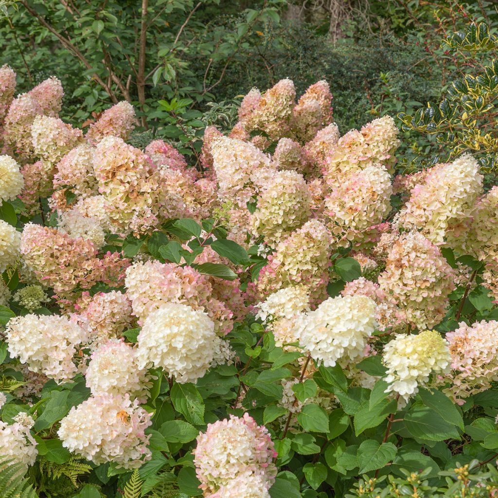 Hydrangea paniculata Silver Dollar - Ortensia paniculata