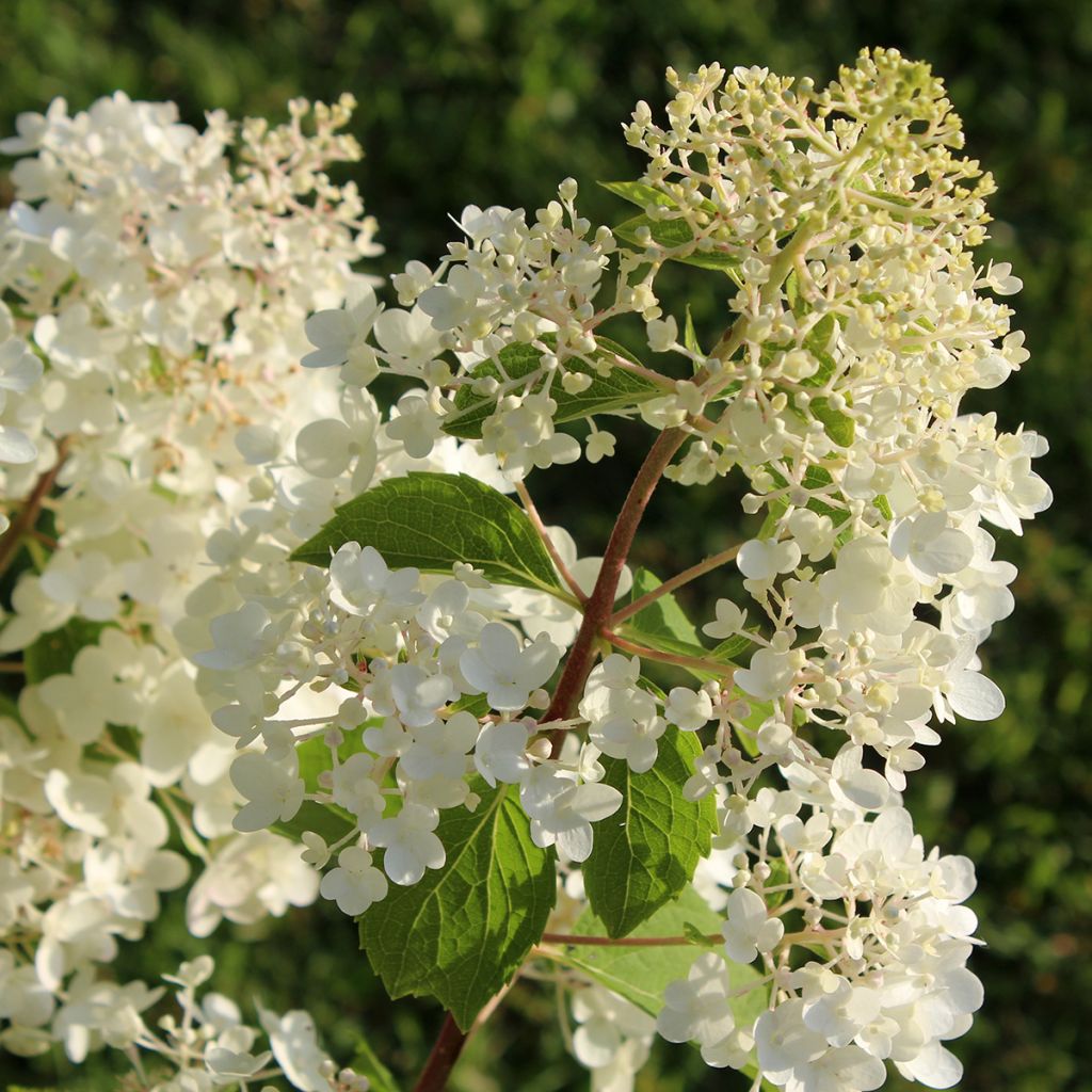 Hydrangea paniculata Silver Dollar - Ortensia paniculata