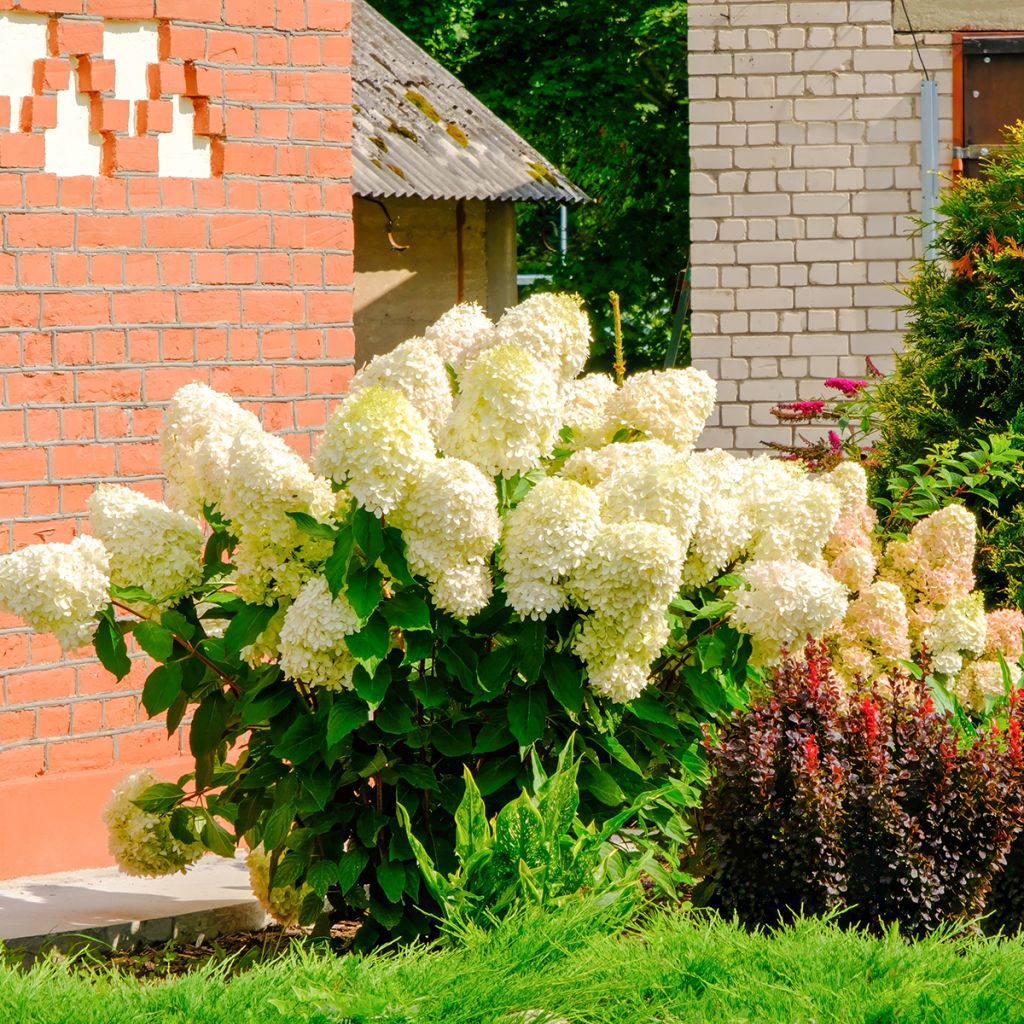 Hydrangea paniculata Sundae Fraise - Ortensia paniculata