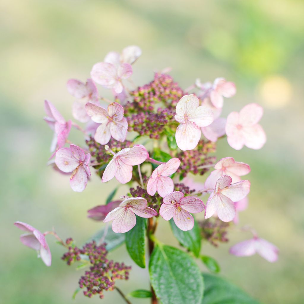 Hydrangea paniculata Wim's red - Ortensia paniculata
