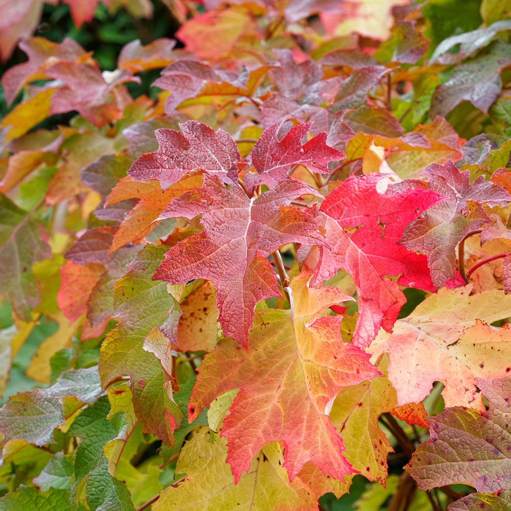 Hydrangea quercifolia Alice - Ortensia a foglie di quercia