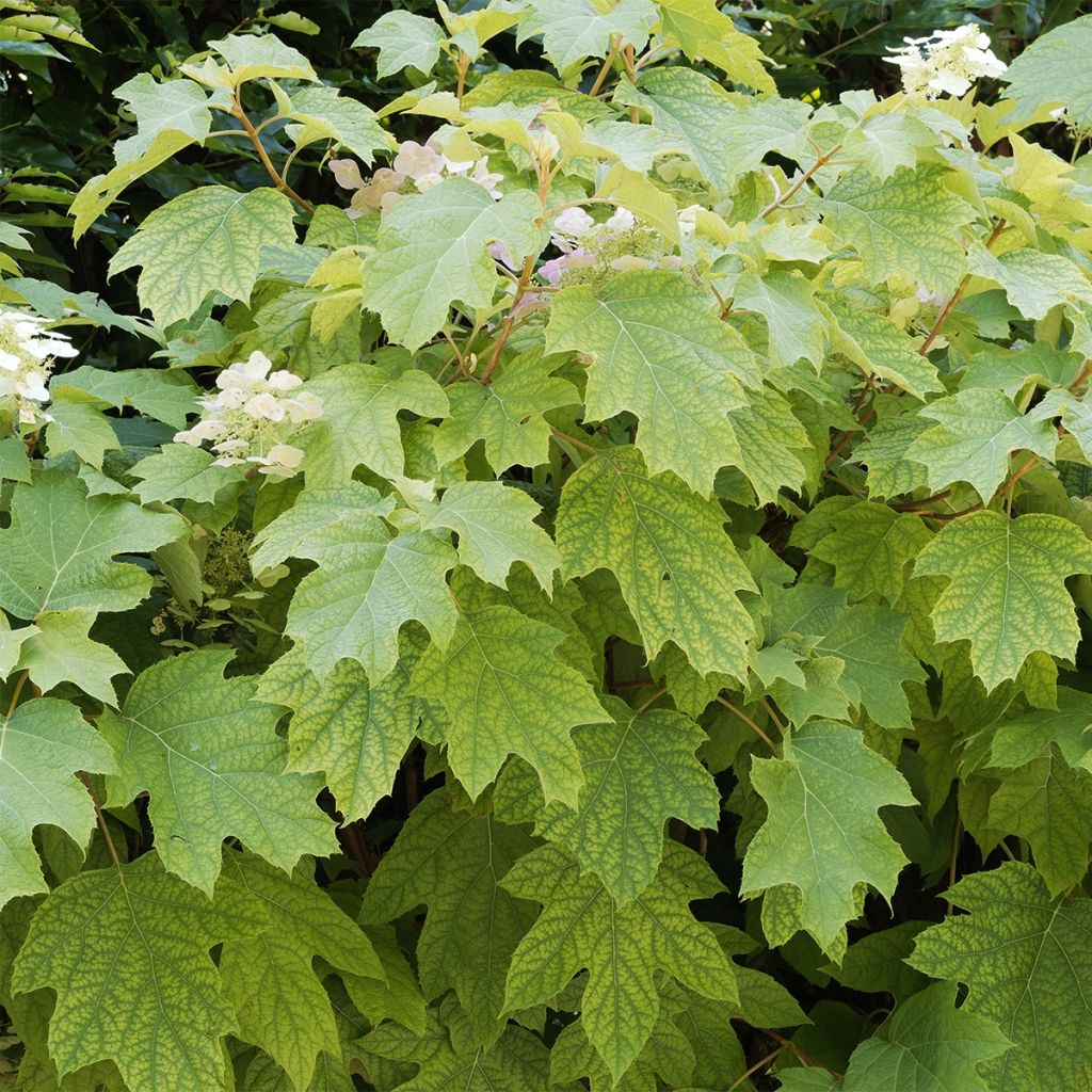 Hydrangea quercifolia Burgundy - Ortensia a foglie di quercia
