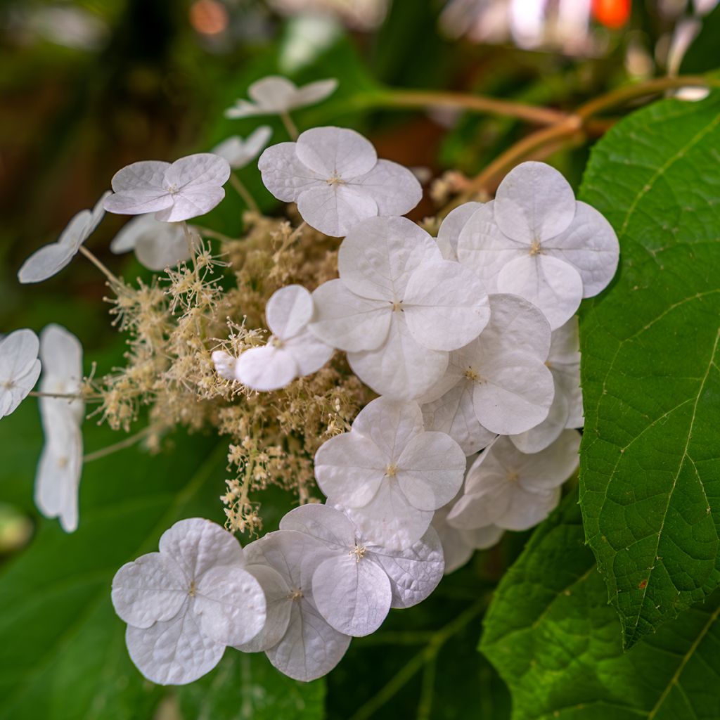 Hydrangea quercifolia Ice Crystal - Ortensia a foglie di quercia