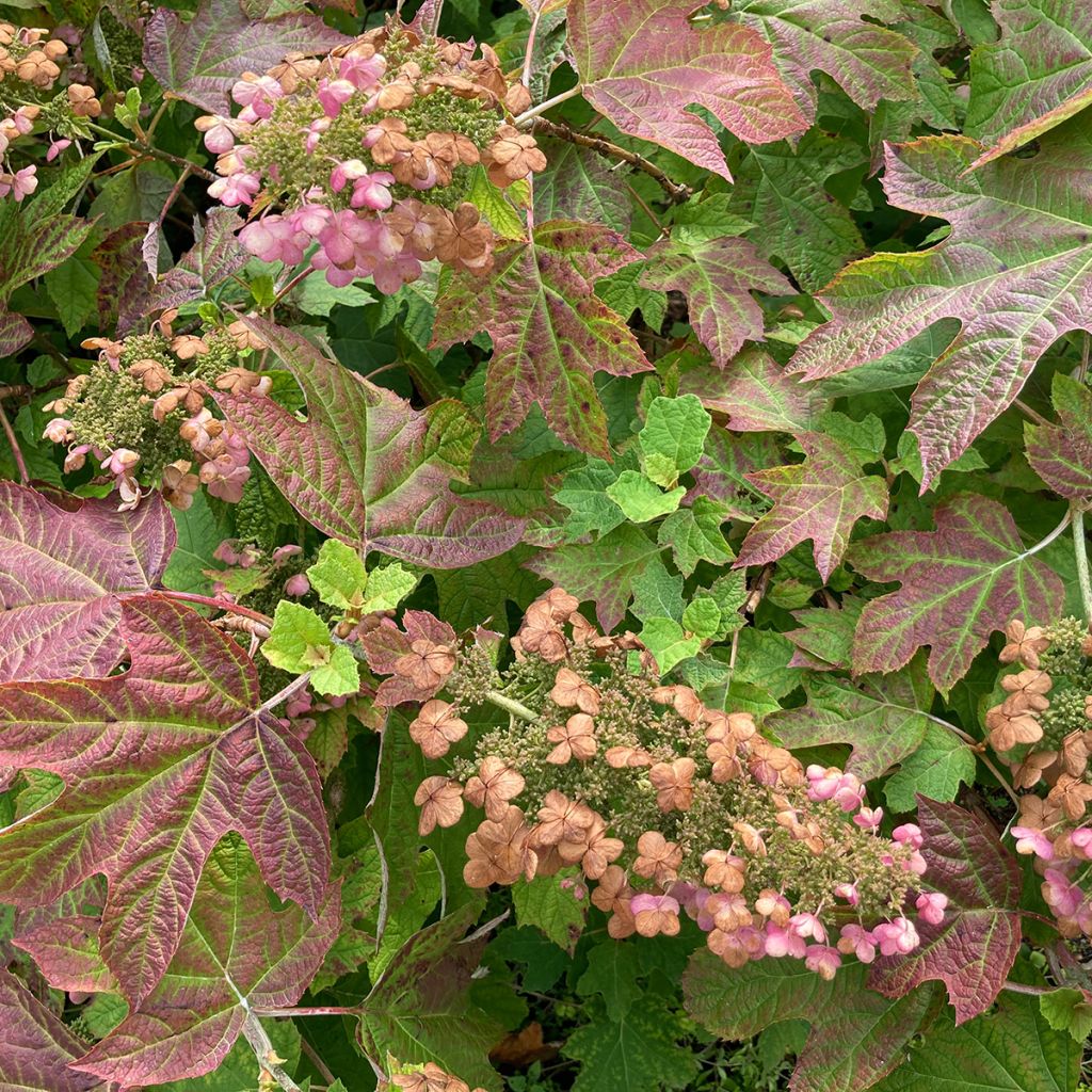 Hydrangea quercifolia Ruby Slippers - Ortensia a foglie di quercia