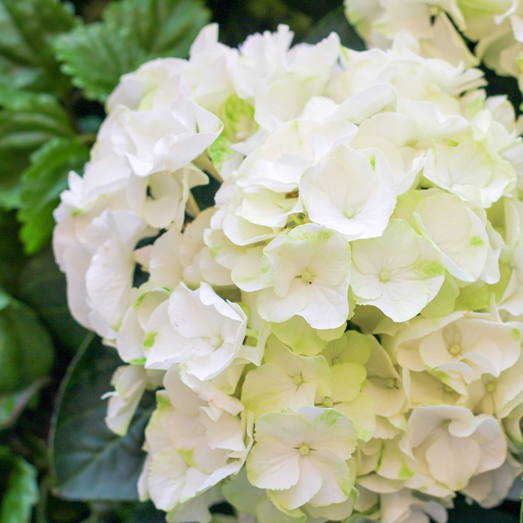 Hydrangea macrophylla Bright White - Ortensia