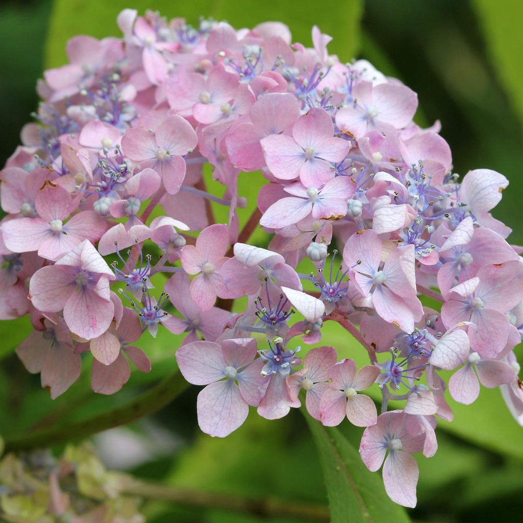 Hydrangea macrophylla Spreading beauty - Ortensia