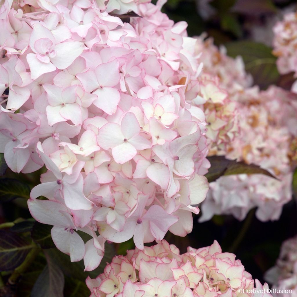 Hydrangea macrophylla Dolce France - Ortensia