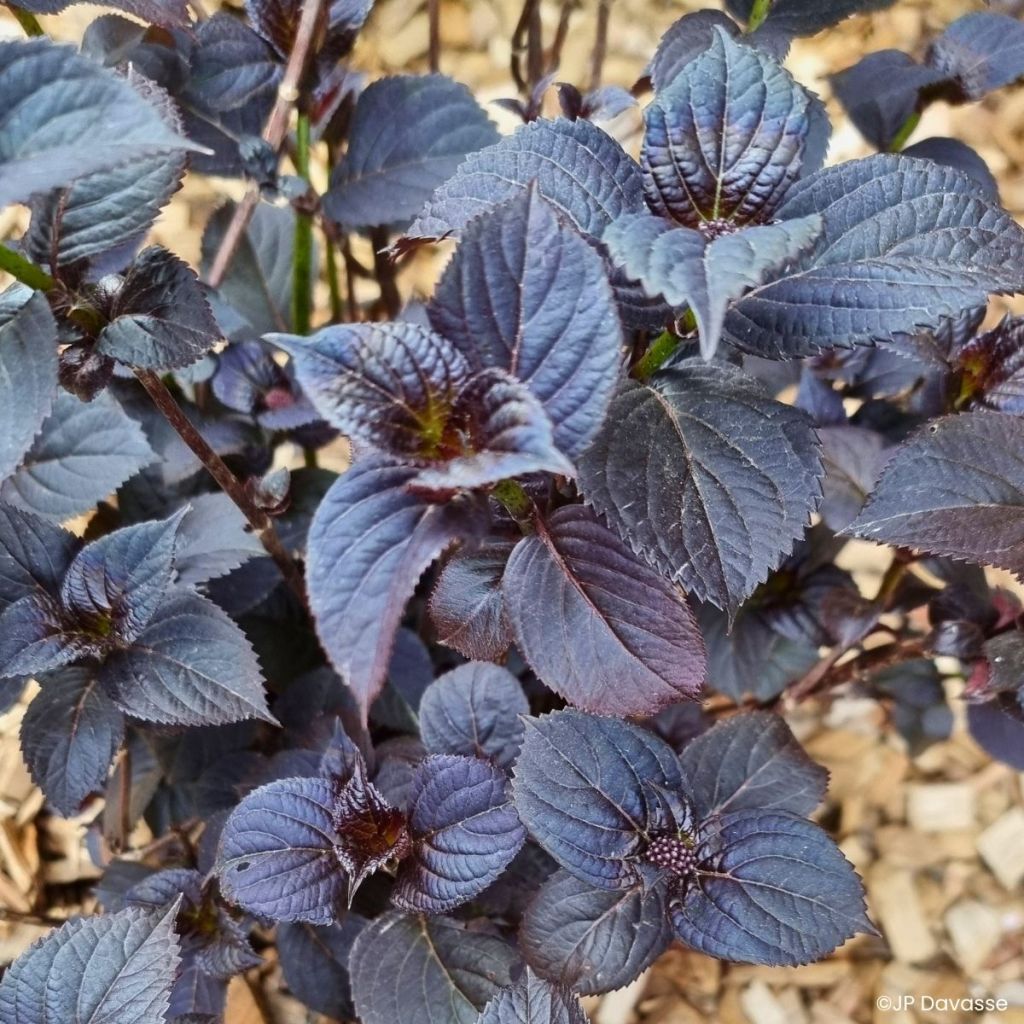 Ortensia macrophylla x serrata Black Velvet Darbi