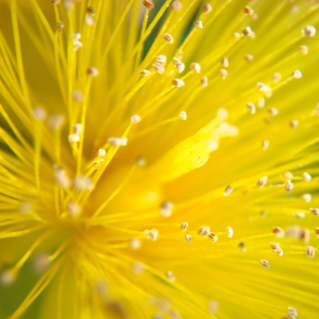 Hypericum calycinum - Iperico