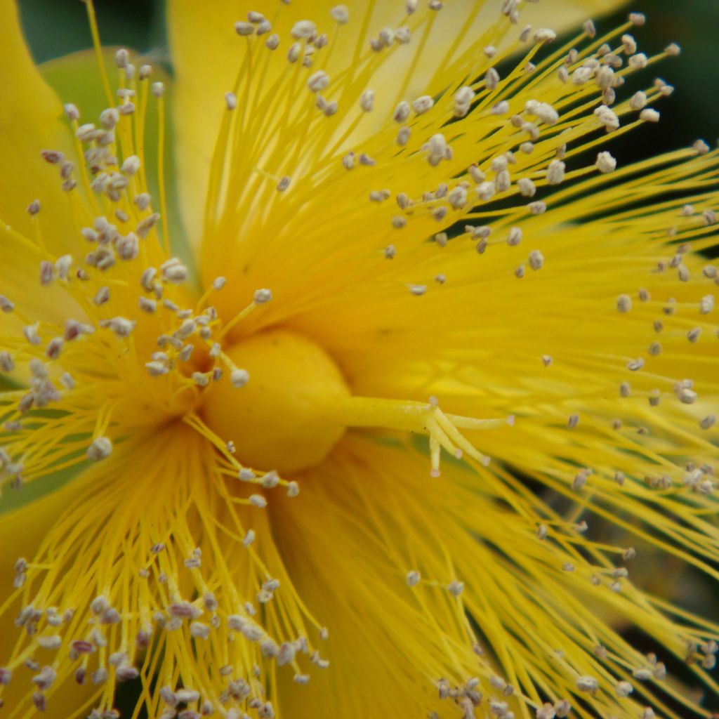 Hypericum calycinum - Iperico