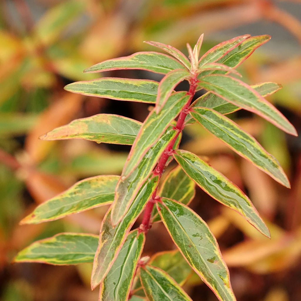 Hypericum Hidcote Limelight - Iperico