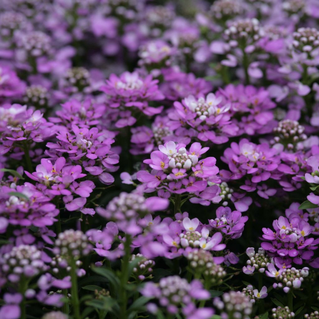 Iberis Absolutely Amethyst - Iberide rossa