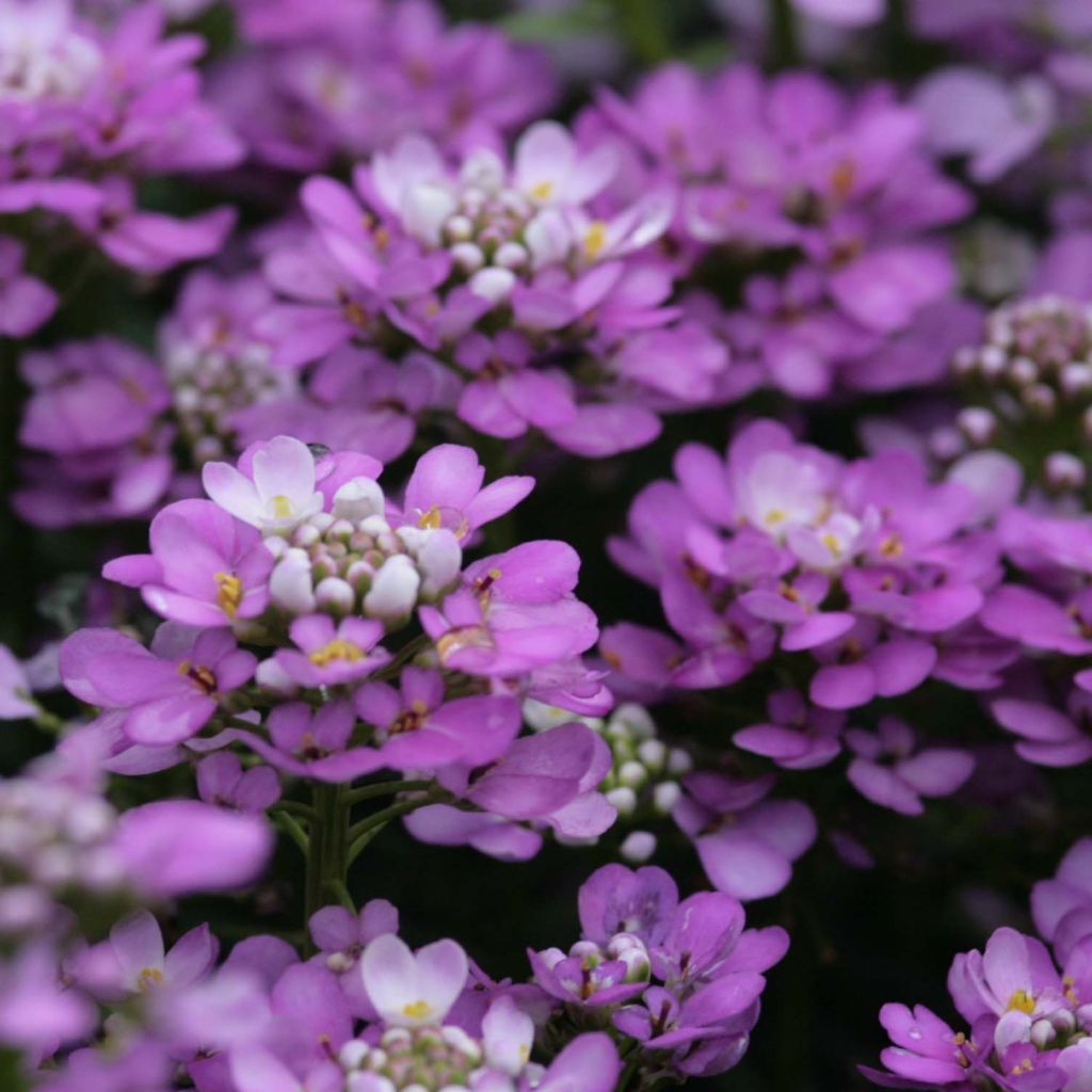 Iberis Absolutely Amethyst - Iberide rossa
