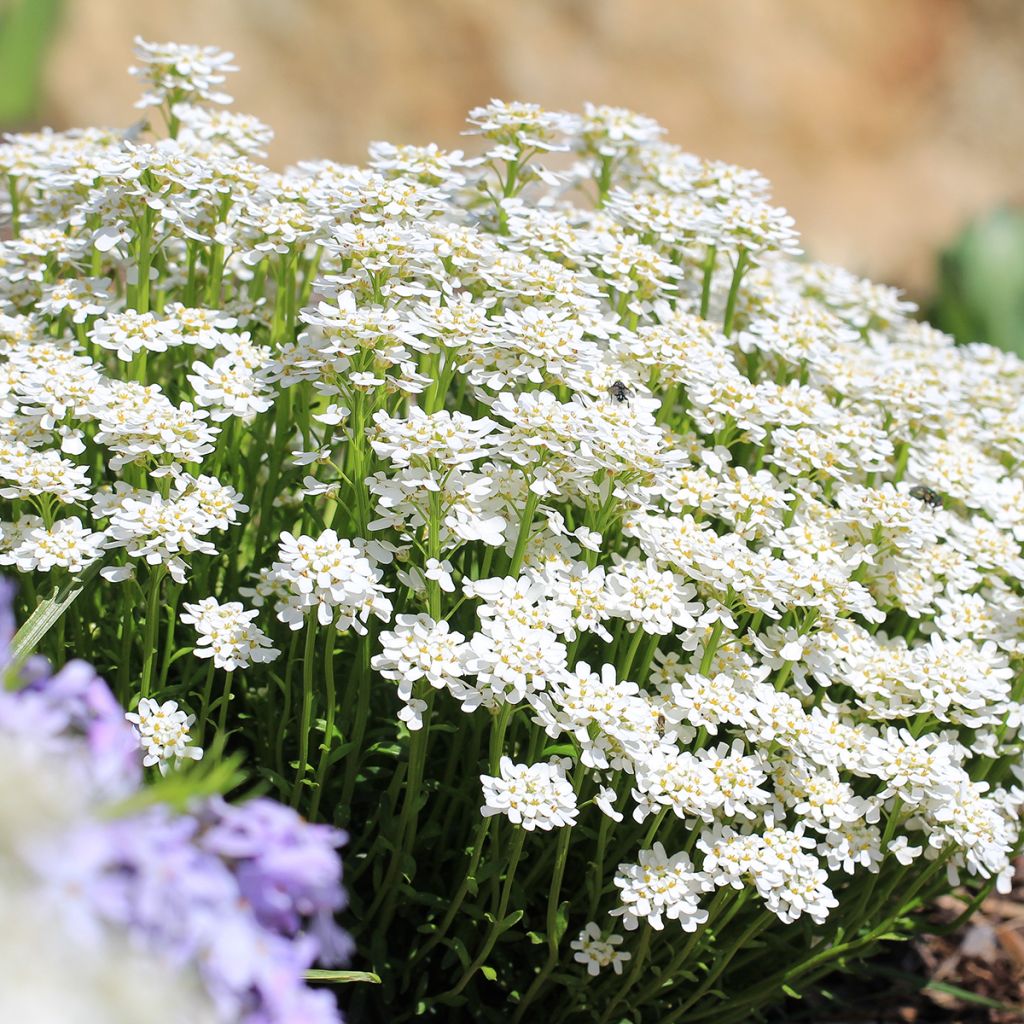 Iberis sempervirens - Iberide sempreverde
