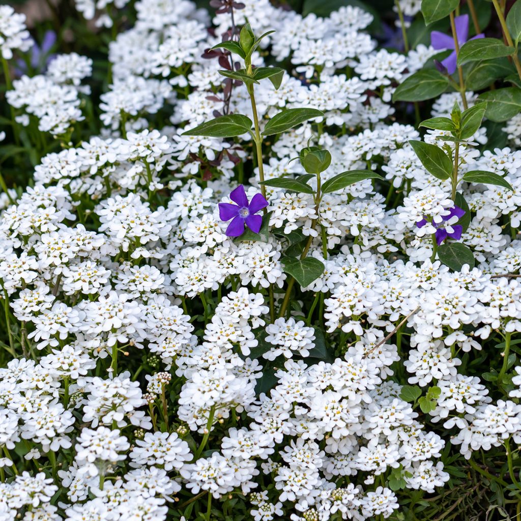 Iberis sempervirens - Iberide sempreverde