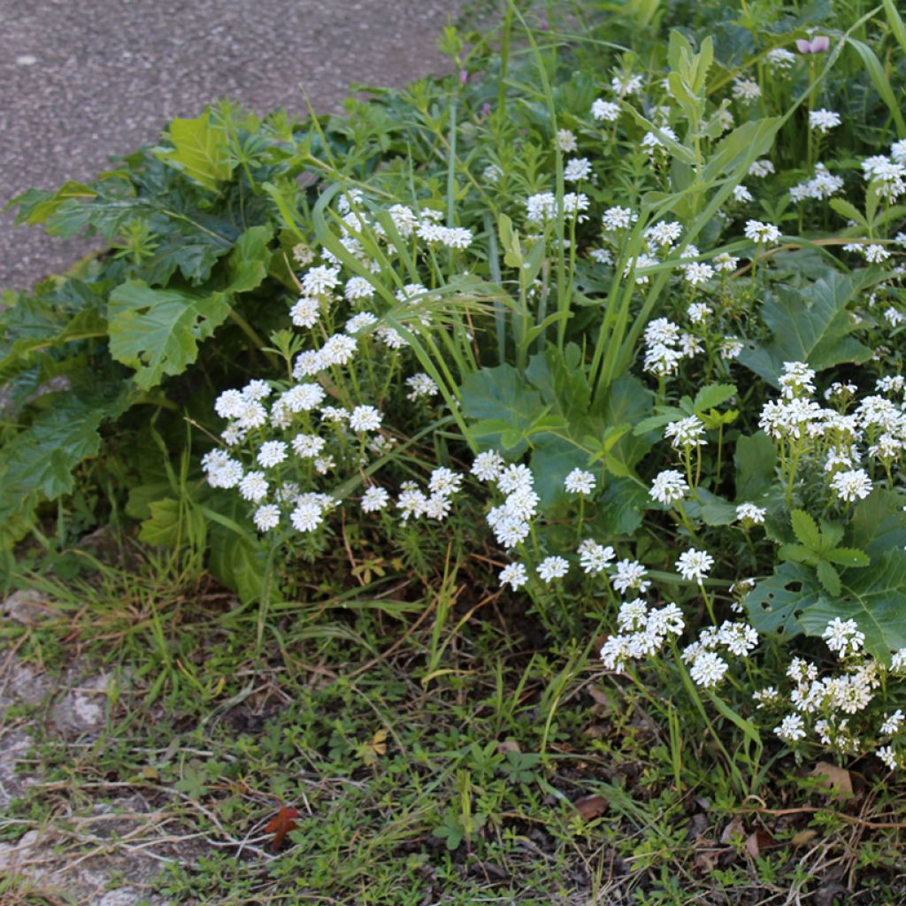 Iberis sempervirens - Iberide sempreverde