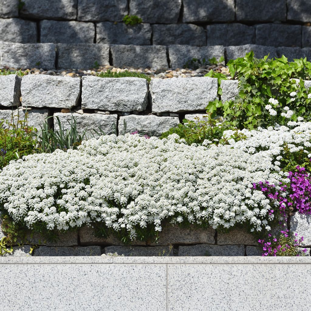 Iberis sempervirens - Iberide sempreverde