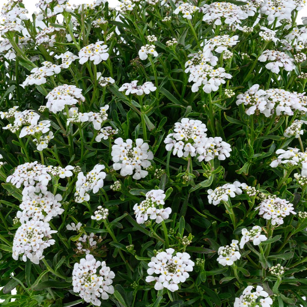 Iberis sempervirens First Flush Grace - Iberide sempreverde