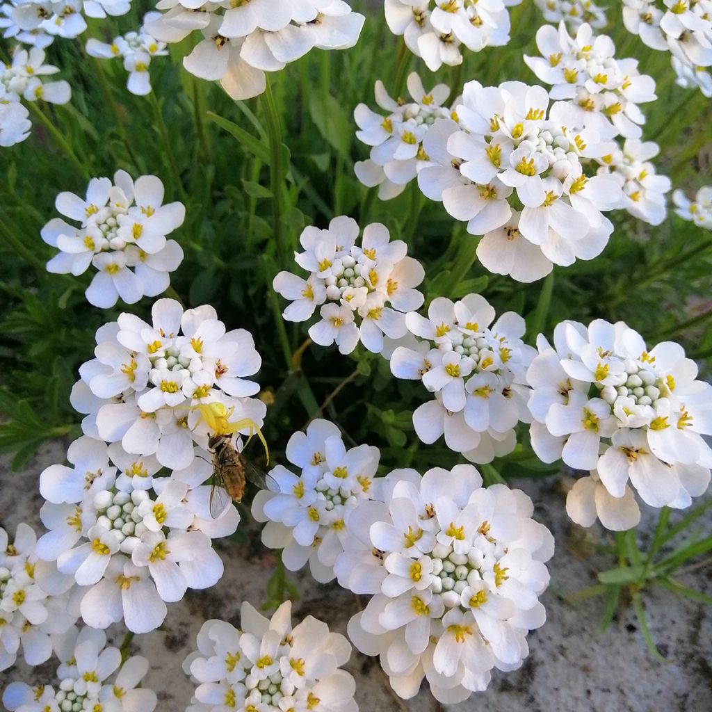 Iberis sempervirens Masterpiece - Iberide sempreverde