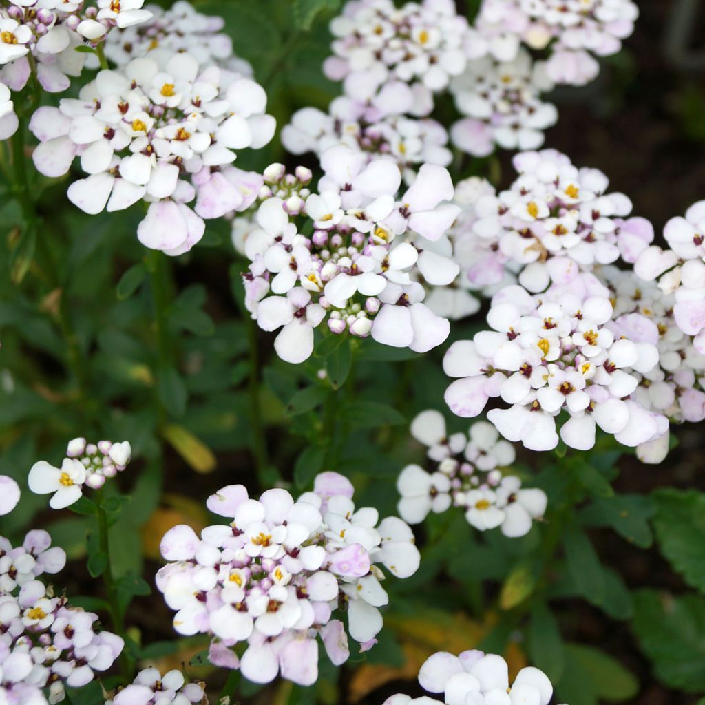 Iberis sempervirens Masterpiece - Iberide sempreverde
