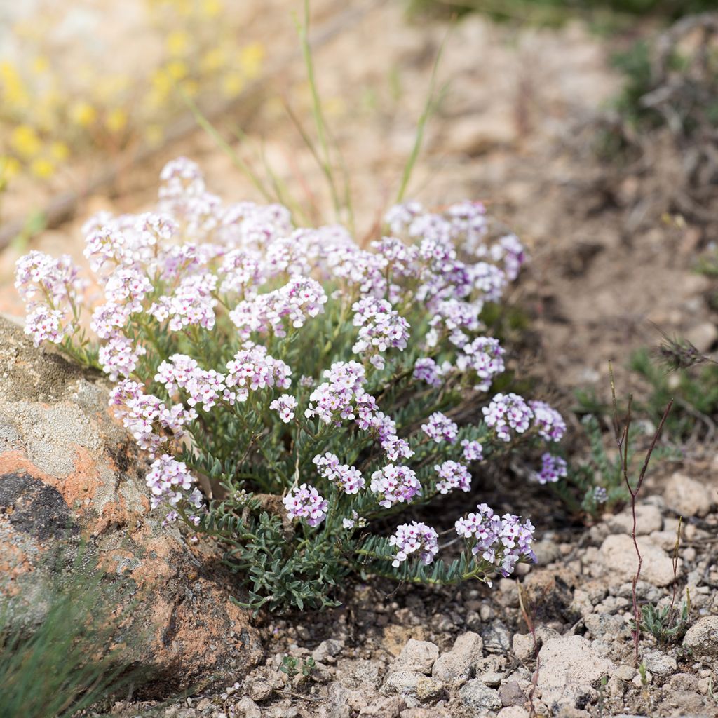 Iberis sempervirens Pink Ice - Iberide sempreverde