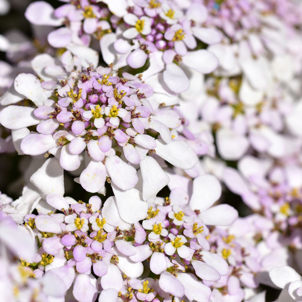 Iberis sempervirens Pink Ice - Iberide sempreverde
