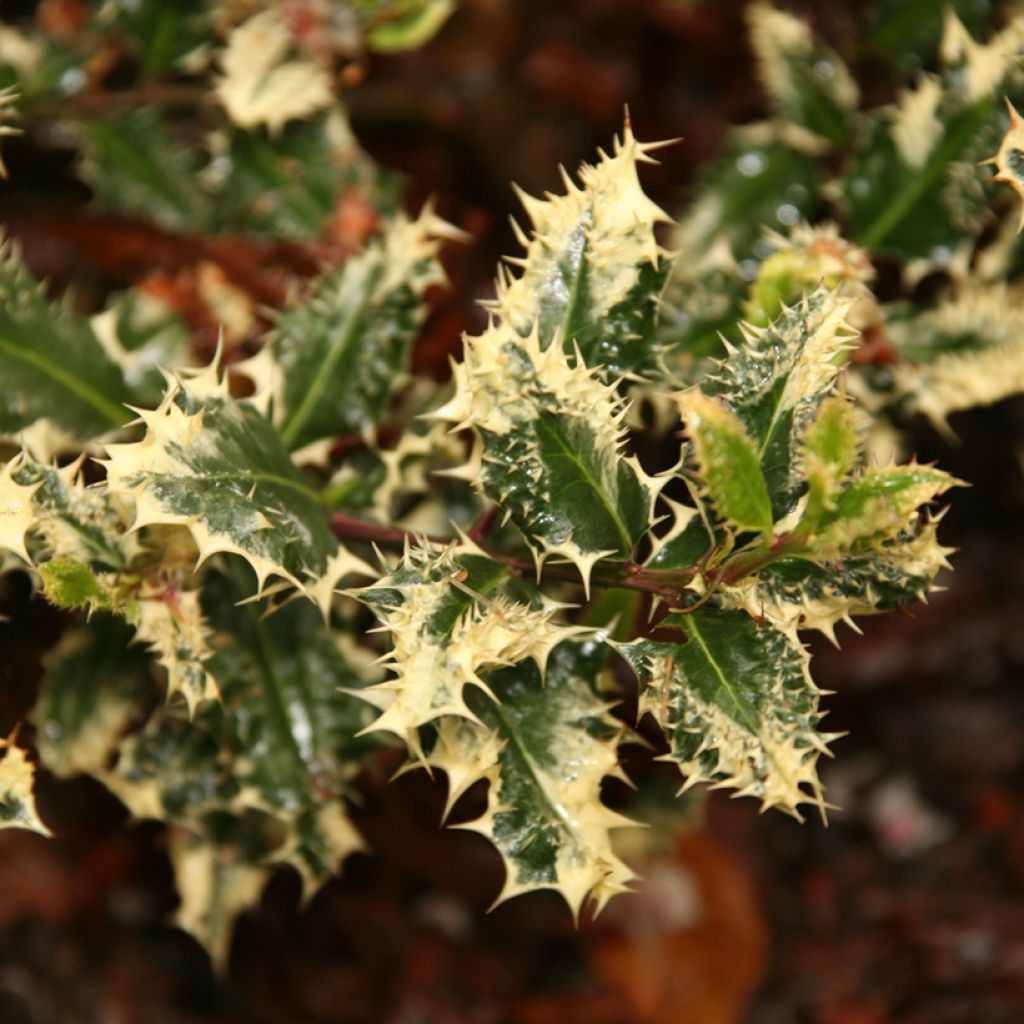 Ilex aquifolium Ferox Argentea - Agrifoglio