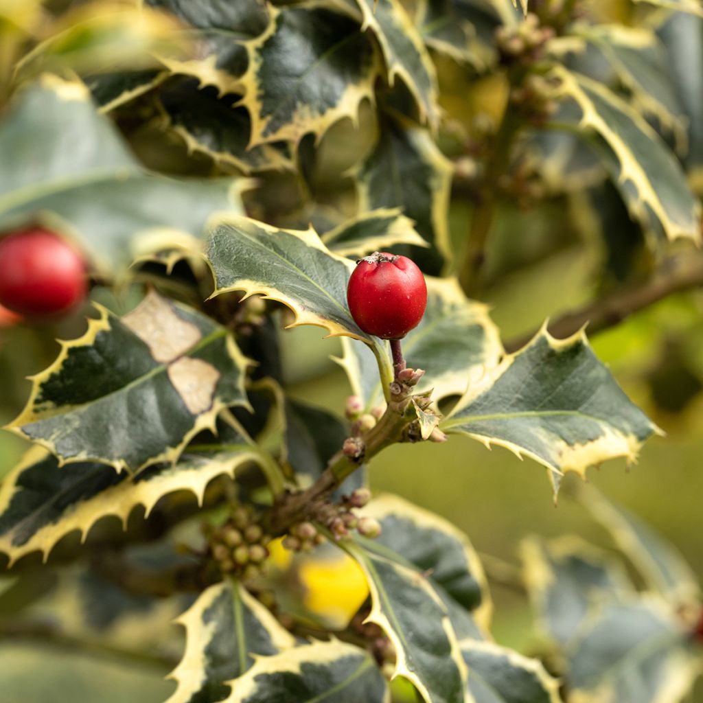 Ilex aquifolium Silver Queen - Agrifoglio variegato
