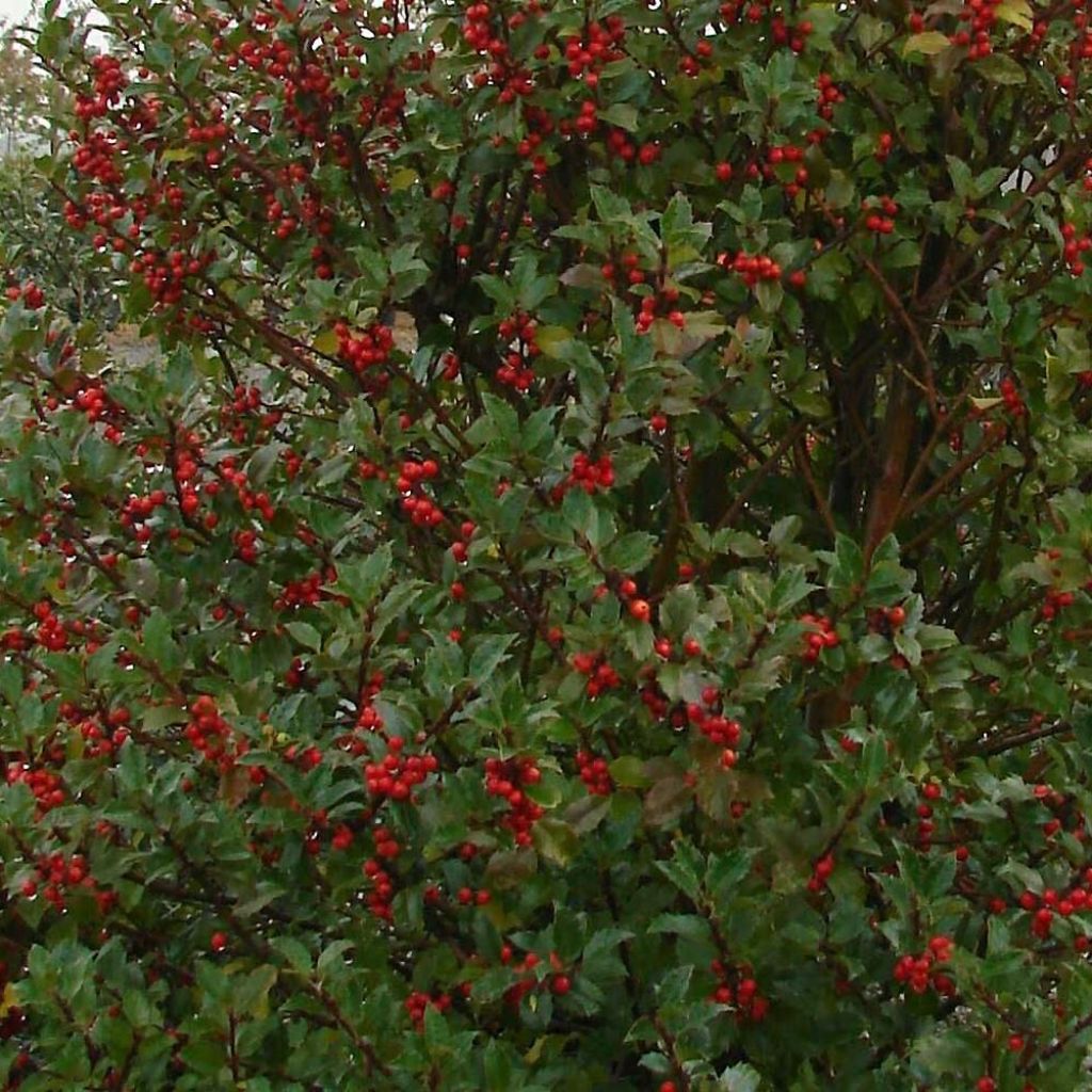 Ilex meserveae Heckenstar - Agrifoglio