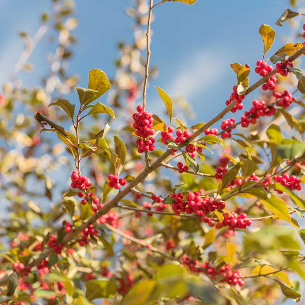 Ilex verticillata - Agrifoglio