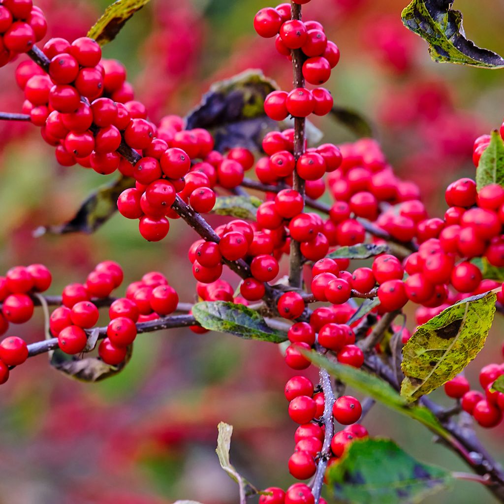 Ilex verticillata - Agrifoglio