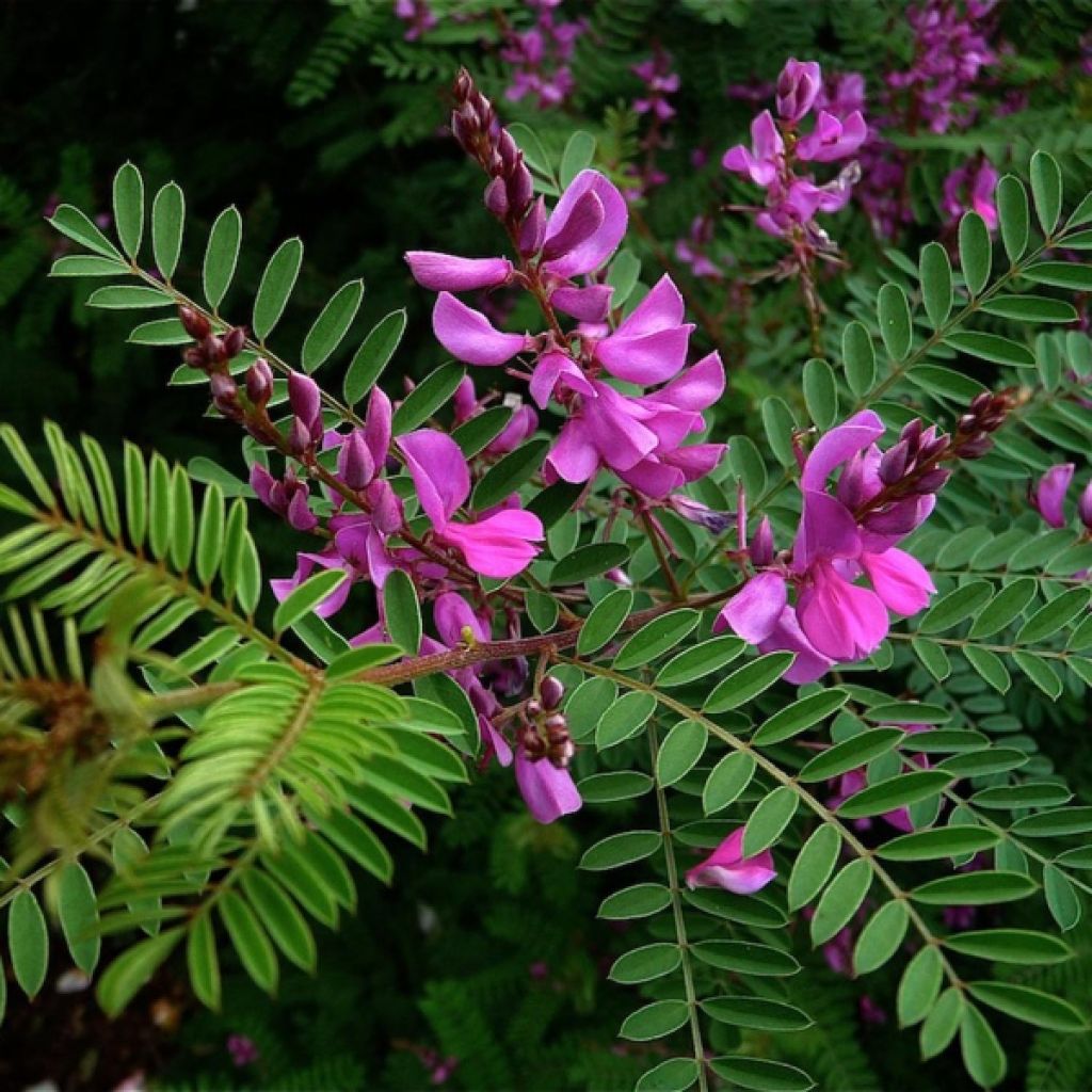 Indigofera heterantha - Indaco da giardino