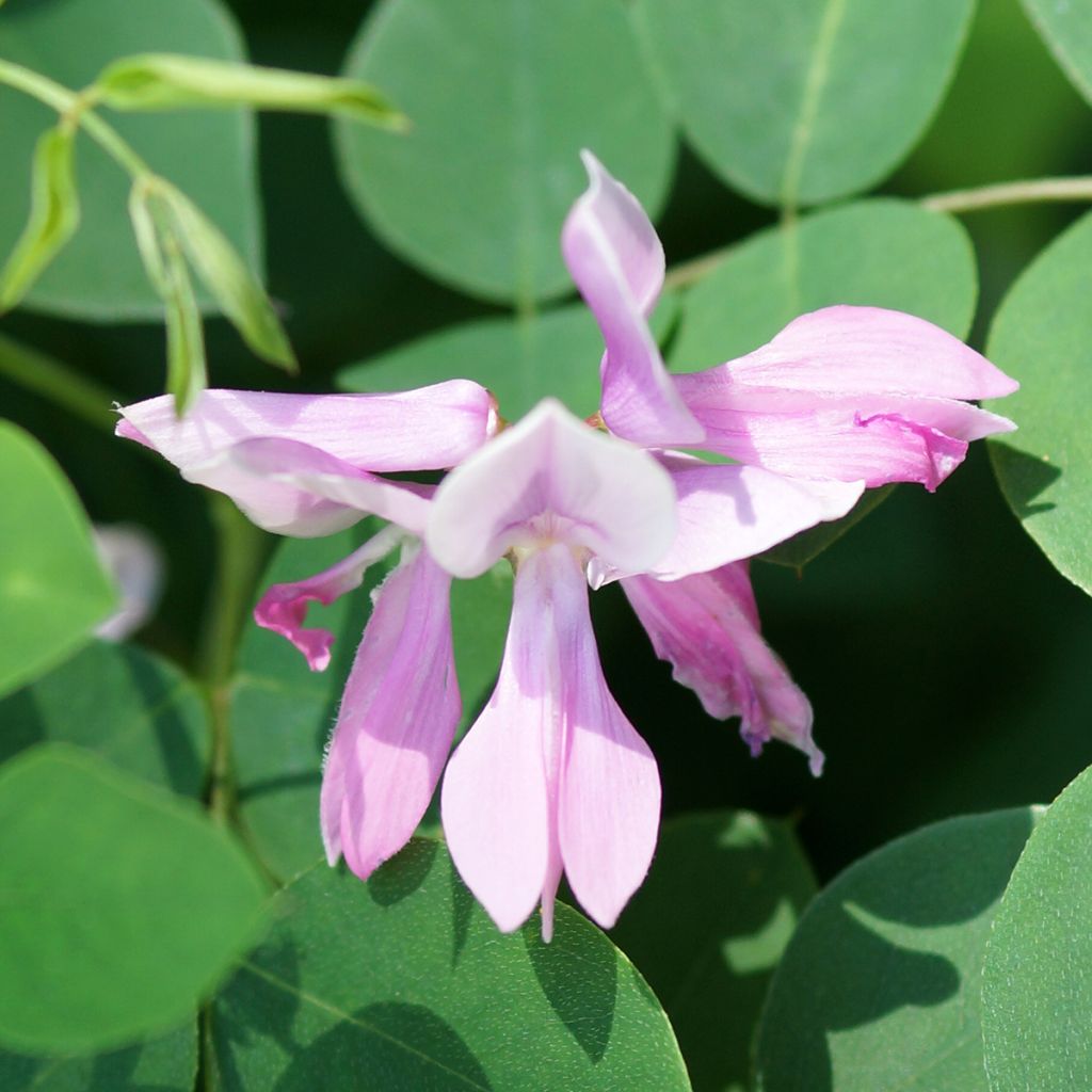 Indigofera kirilowii - Indaco da giardino